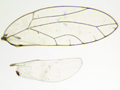 Trioza alacris